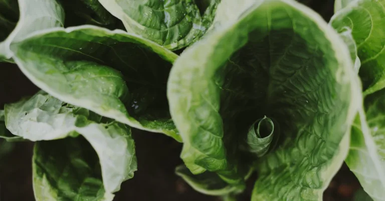 découvrez les principales carences en nutriments, leurs causes, symptômes et conseils pour une alimentation équilibrée afin de maintenir une bonne santé.