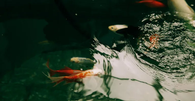 découvrez comment stabiliser le ph dans les systèmes d'aquaponie pour optimiser la croissance des plantes et la santé des poissons.