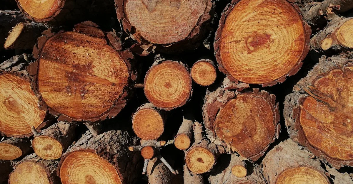 acapu wood : découvrez le bois d'acapu, sa durabilité, ses utilisations en menuiserie et construction, ainsi que ses avantages écologiques.