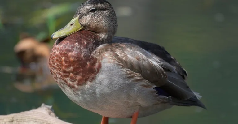 découvrez nos délicieuses aiguillettes de canard, parfaites pour accompagner vos plats côté saveurs. idéal pour des repas gourmands et raffinés.