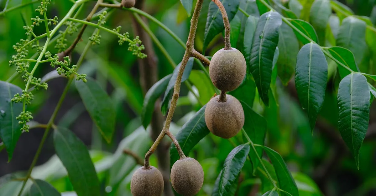 découvrez une liste de fruits dont le nom commence par la lettre n, avec leurs caractéristiques et bienfaits.