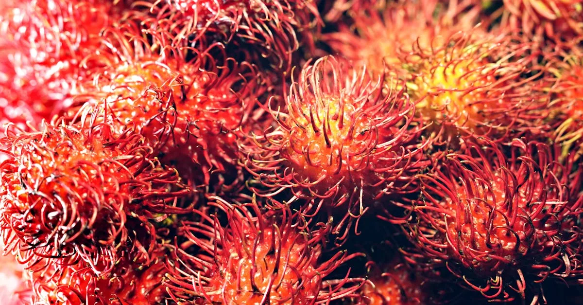 découvrez une liste de fruits commençant par la lettre r, avec leurs caractéristiques, bienfaits et utilisations culinaires.