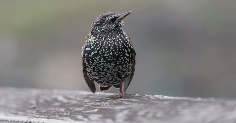 découvrez tout sur les étourneaux : leur habitat, leur comportement et leur rôle dans la nature. informations complètes et conseils d'observation.