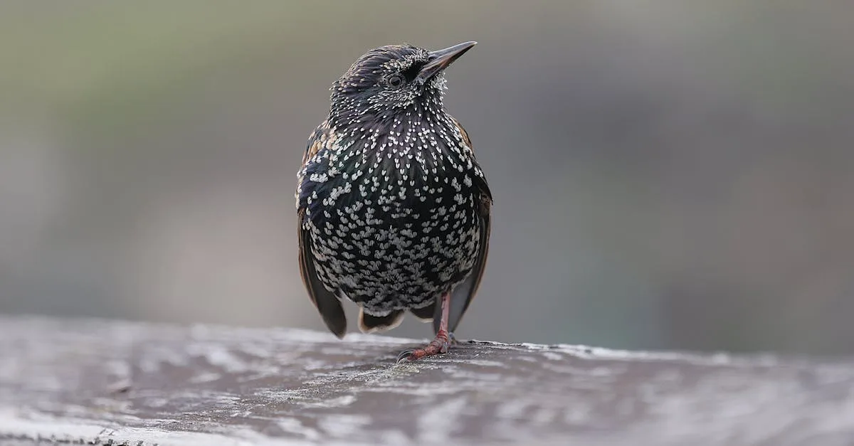 découvrez tout sur les étourneaux : leur habitat, leur comportement et leur rôle dans la nature. informations complètes et conseils d'observation.