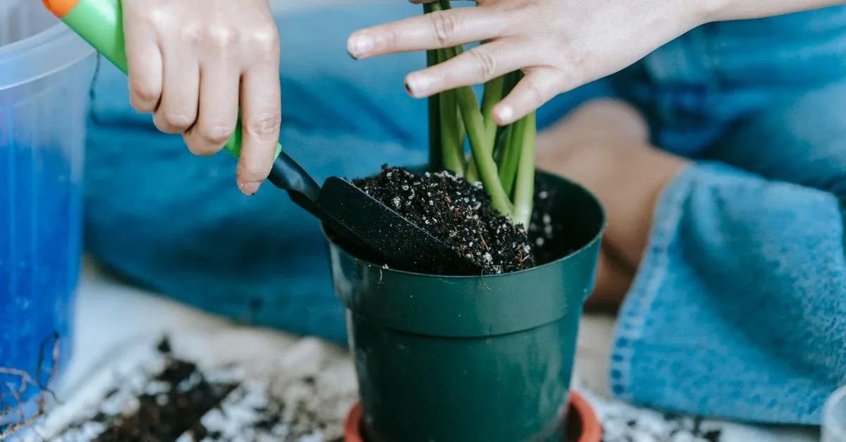 découvrez les conseils et astuces pour prendre soin de vos plantes ceriman et les garder en pleine santé toute l'année.