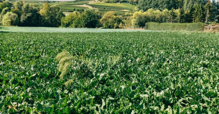 découvrez l'agriculture écologique, une méthode durable qui respecte l'environnement, favorise la biodiversité et préserve les ressources naturelles pour une production alimentaire saine et responsable.