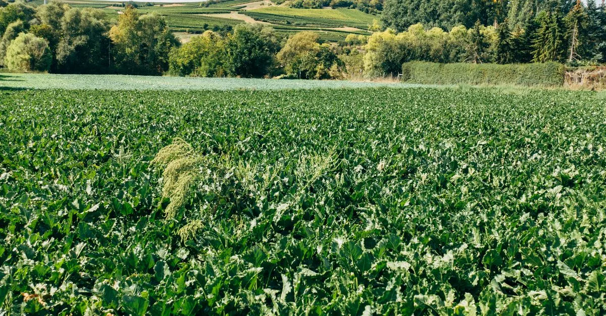 découvrez l'agriculture écologique, une méthode durable qui respecte l'environnement, favorise la biodiversité et préserve les ressources naturelles pour une production alimentaire saine et responsable.