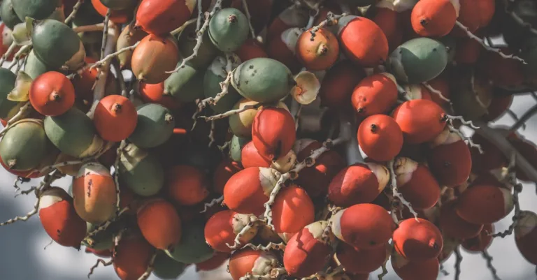découvrez une sélection de fruits exotiques commençant par la lettre h, leurs saveurs uniques et leurs bienfaits pour la santé.