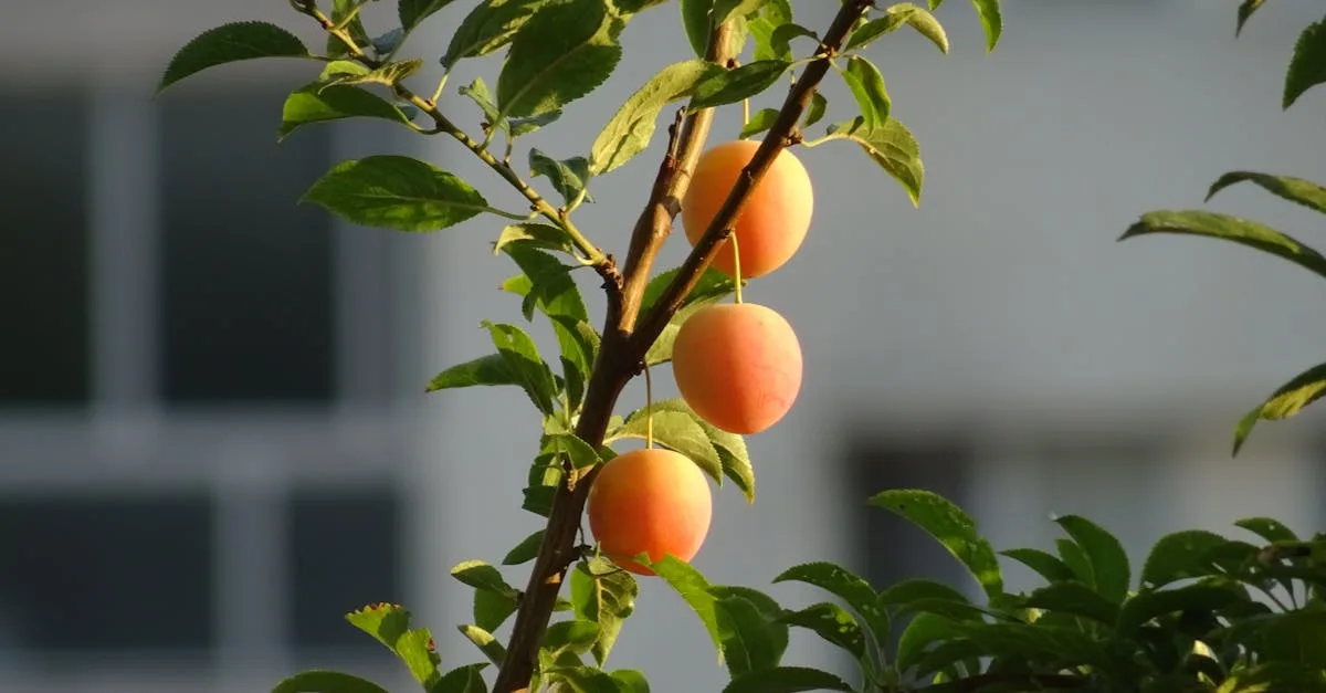 découvrez une variété de fruits frais et savoureux, riches en vitamines et parfaits pour une alimentation saine et équilibrée.