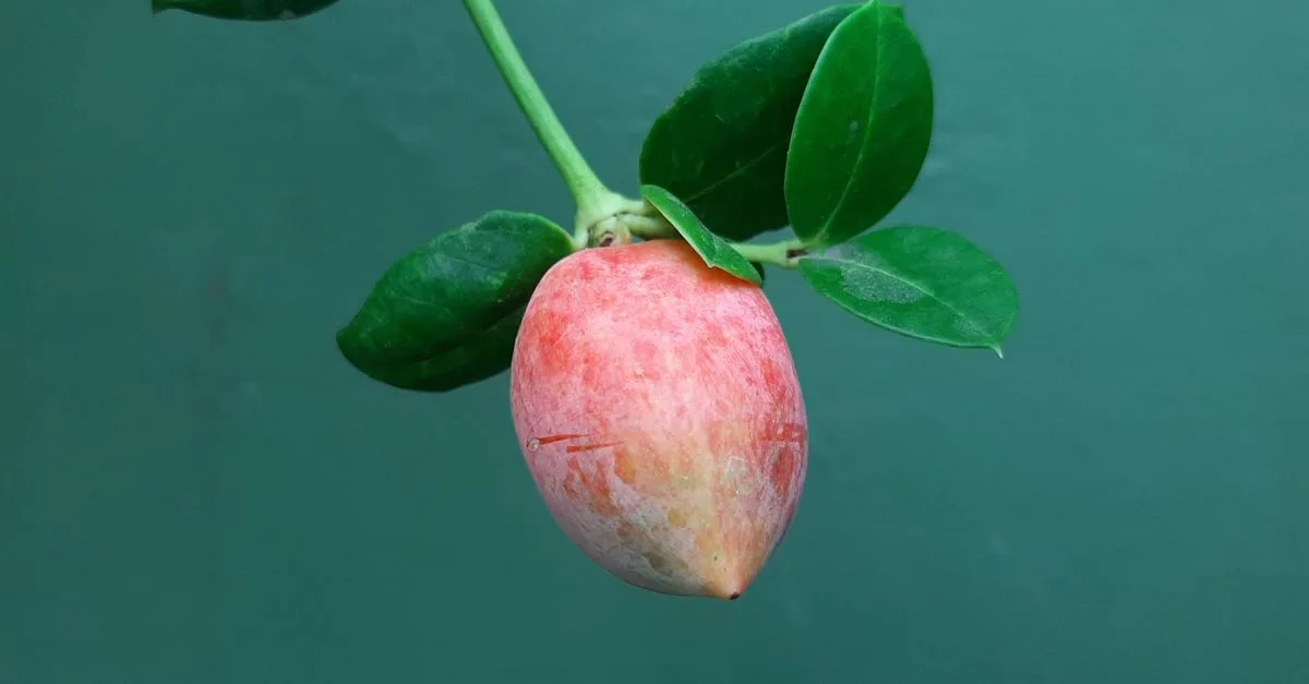 découvrez une liste de fruits dont le nom commence par la lettre i, idéaux pour enrichir votre alimentation avec des saveurs originales et nutritives.