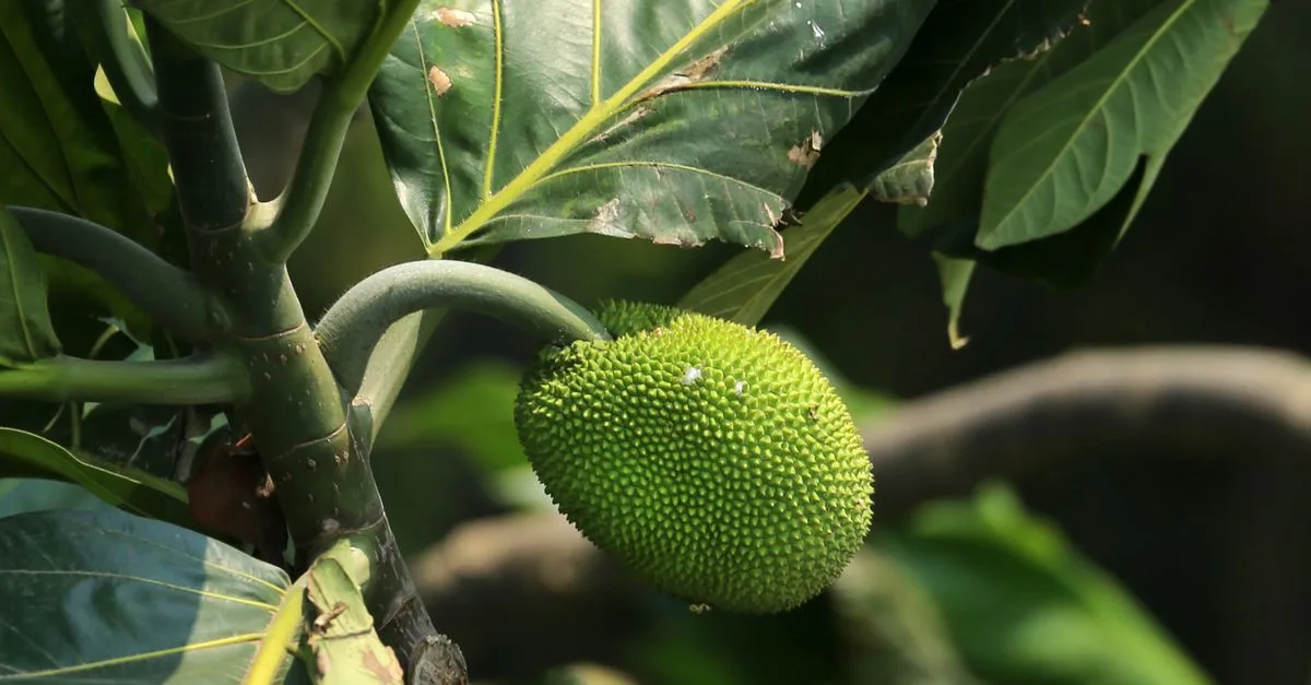découvrez une liste de fruits dont le nom commence par la lettre j, parfaits pour enrichir votre alimentation et découvrir de nouvelles saveurs.