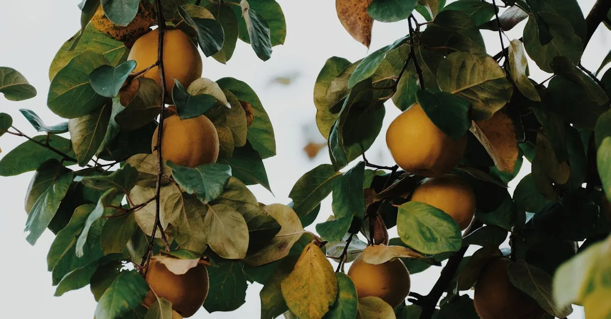 découvrez une liste unique de fruits dont le nom commence par la lettre q, pour enrichir vos connaissances culinaires et découvrir de nouvelles saveurs.