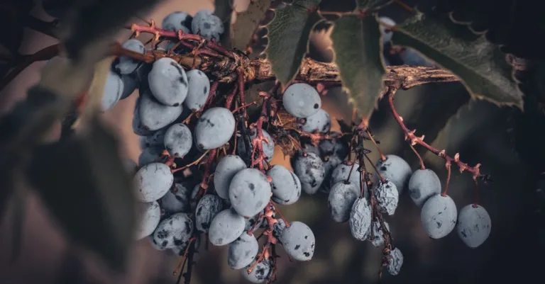 découvrez une liste de fruits commençant par la lettre v, leurs caractéristiques et bienfaits pour la santé.