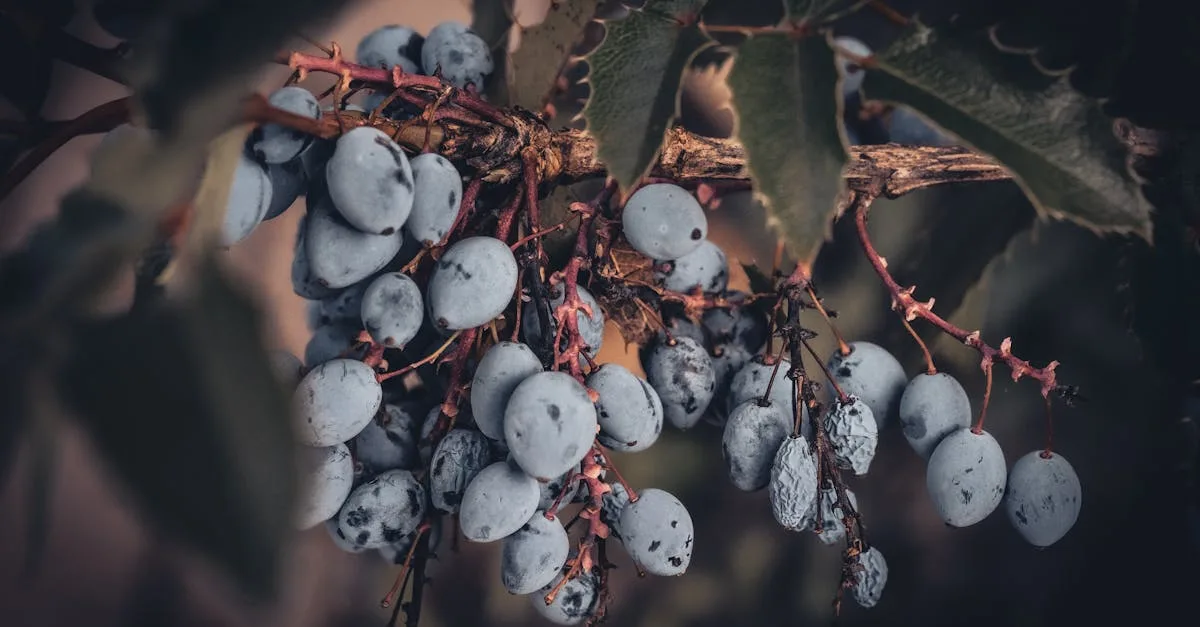 découvrez une liste de fruits commençant par la lettre v, leurs caractéristiques et bienfaits pour la santé.