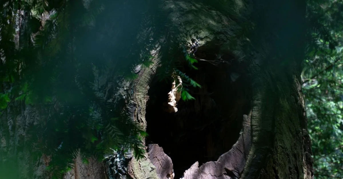 découvrez le plus grand arbre du monde, un géant de la nature impressionnant par sa taille et son âge, symbole de la biodiversité et de la magnificence de notre planète.