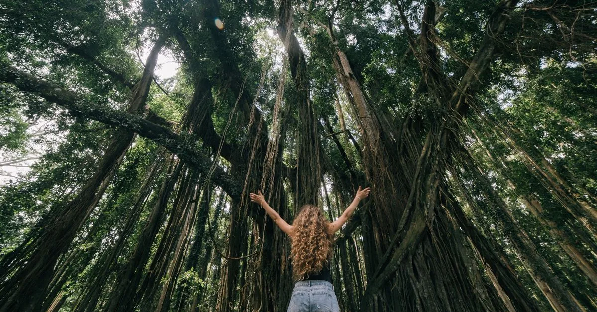 découvrez l'arbre le plus grand du monde, un géant majestueux qui impressionne par sa hauteur et son âge exceptionnel.