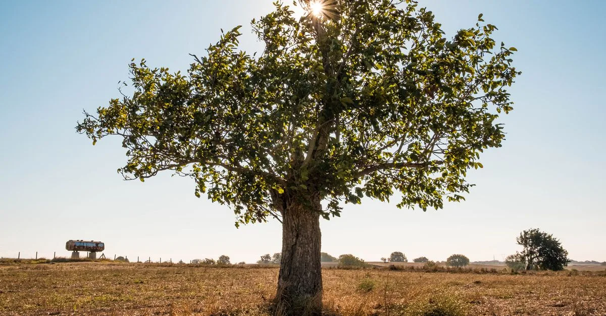 découvrez notre mûrier sans graines, un arbre stérile idéal pour un jardin propre et sans fruits indésirables, apportant une touche naturelle et esthétique à votre espace extérieur.