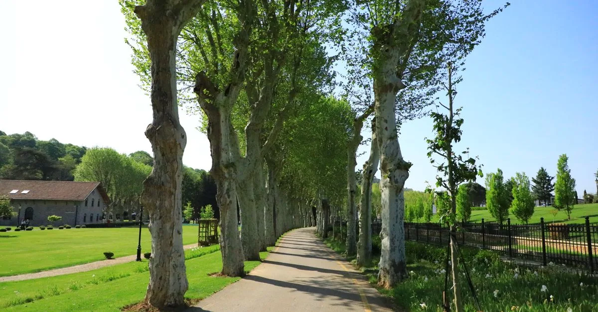 découvrez le mûrier stérile à feuilles planes, un arbre ornemental idéal pour votre jardin, sans risque de fruits indésirables.