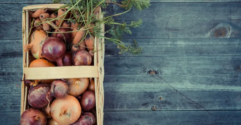 découvrez une variété de légumes frais et savoureux pour une alimentation saine et équilibrée.