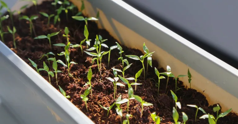 découvrez une liste de légumes qui commencent par la lettre s, leurs caractéristiques, bienfaits et utilisations en cuisine.