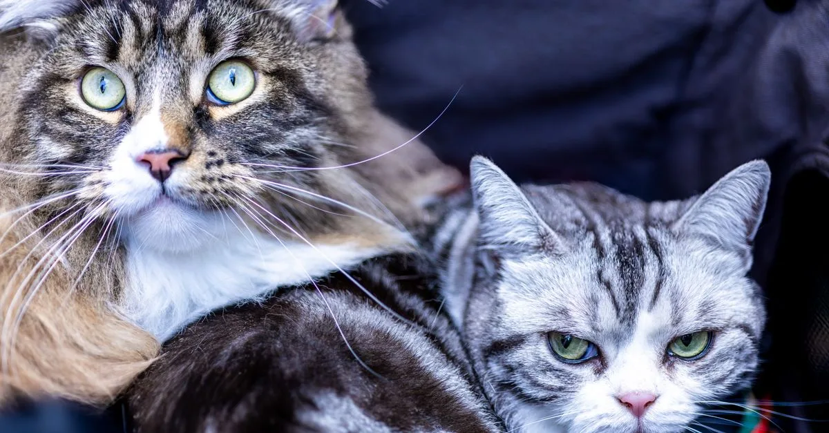 conseils pratiques pour une coexistence harmonieuse avec votre chat au quotidien.