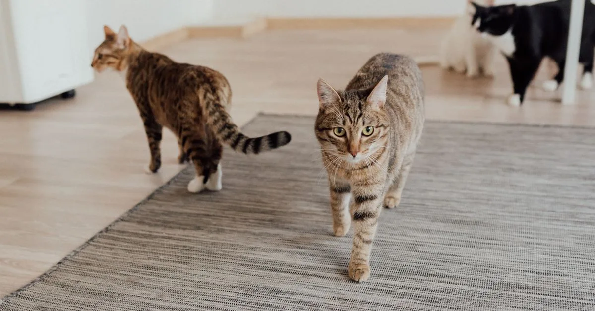 conseils pour une coexistence harmonieuse entre plusieurs chats : astuces pour éviter les conflits et favoriser un environnement paisible.