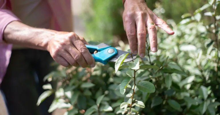 découvrez les meilleures techniques d'élagage des plantes pour favoriser leur croissance et maintenir leur santé.