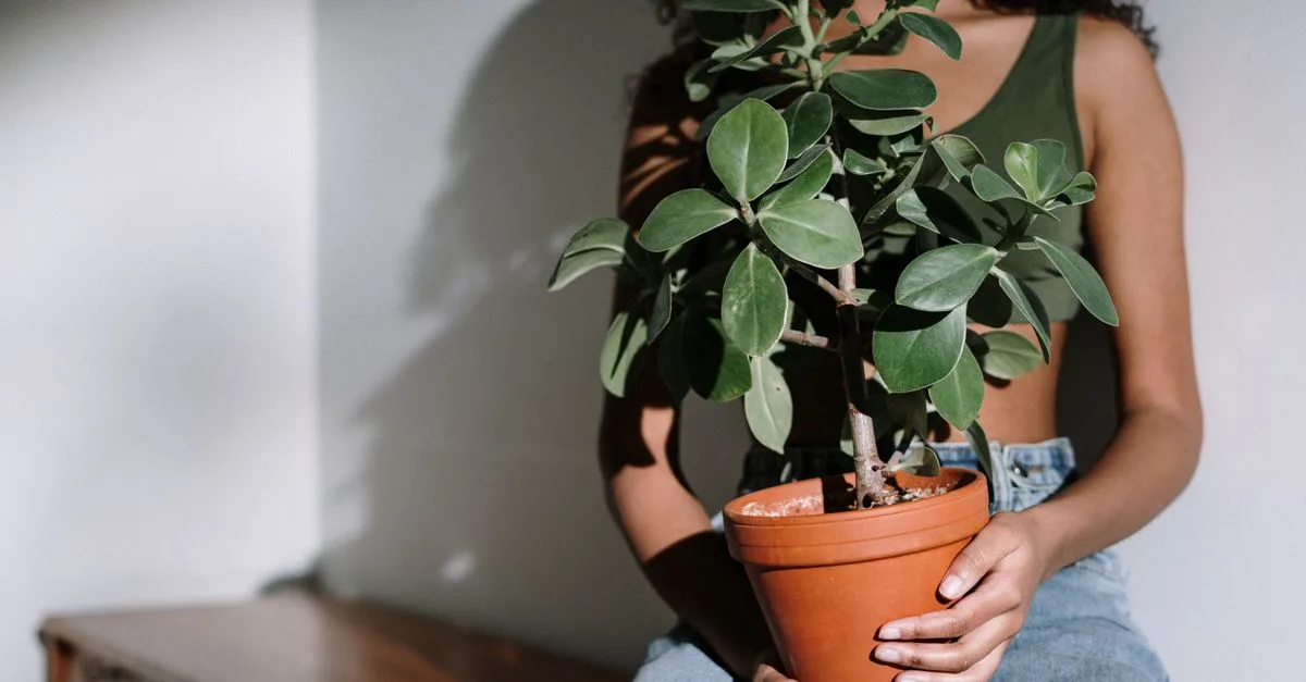découvrez les superstitions liées aux plantes, leurs origines et comment elles influencent nos croyances et traditions.