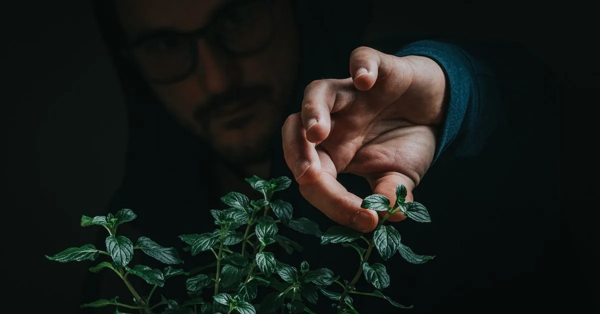 découvrez les superstitions populaires liées aux plantes, leurs significations et comment elles influencent nos coutumes et croyances.